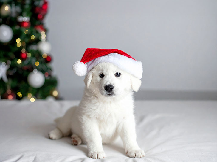 サンタクロースの帽子をかぶった白い子犬