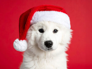 サンタクロースの帽子をかぶった白い子犬