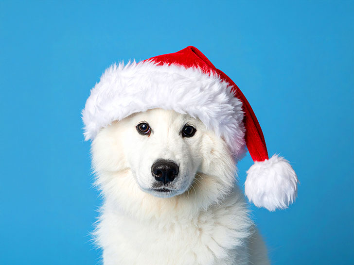 サンタクロースの帽子をかぶった白い子犬