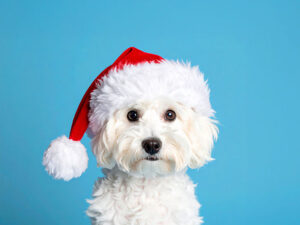 サンタクロースの帽子をかぶった白い子犬