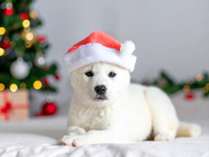 サンタクロースの帽子をかぶった白い子犬