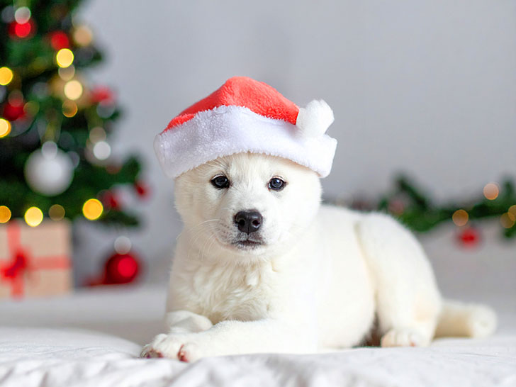 サンタクロースの帽子をかぶった白い子犬