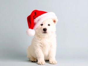 サンタクロースの帽子をかぶった白い子犬