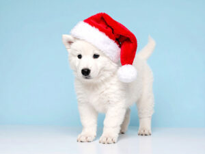 サンタクロースの帽子をかぶった白い子犬