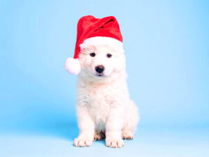 サンタクロースの帽子をかぶった白い子犬