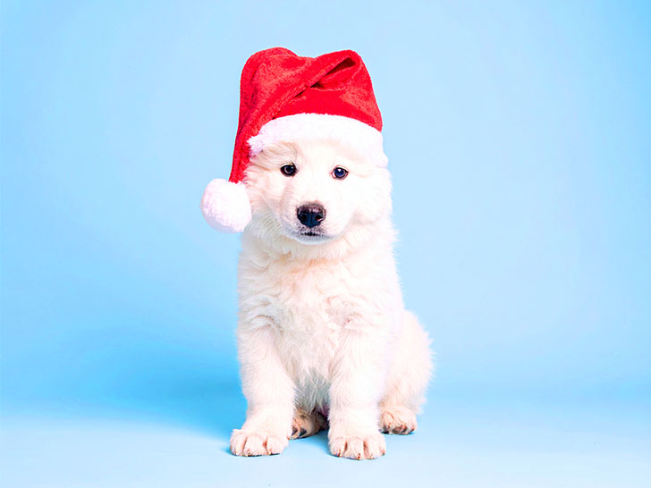 サンタクロースの帽子をかぶった白い子犬