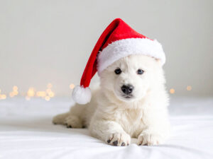 サンタクロースの帽子をかぶった白い子犬