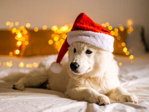 サンタクロースの帽子をかぶった白い子犬