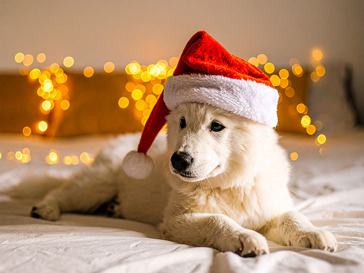 サンタクロースの帽子をかぶった白い子犬