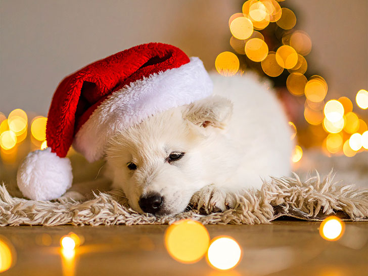 サンタクロースの帽子をかぶった白い子犬