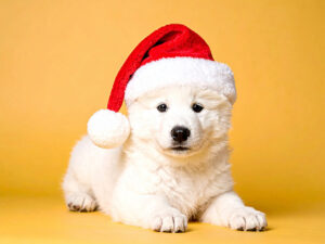 サンタクロースの帽子をかぶった白い子犬