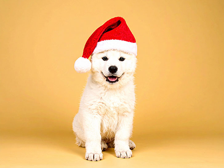 サンタクロースの帽子をかぶった白い子犬