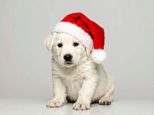 サンタクロースの帽子をかぶった白い子犬