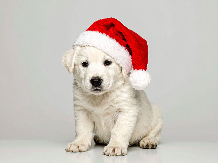 サンタクロースの帽子をかぶった白い子犬
