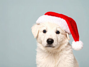 サンタクロースの帽子をかぶった白い子犬