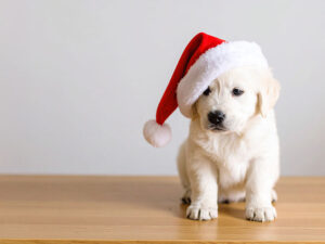 サンタクロースの帽子をかぶった白い子犬