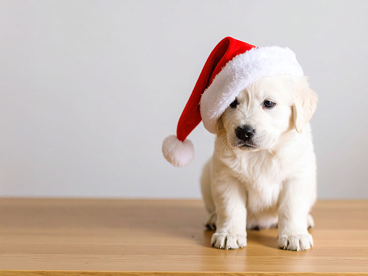 サンタクロースの帽子をかぶった白い子犬