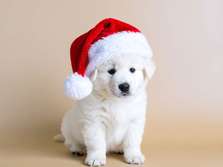 サンタクロースの帽子をかぶった白い子犬