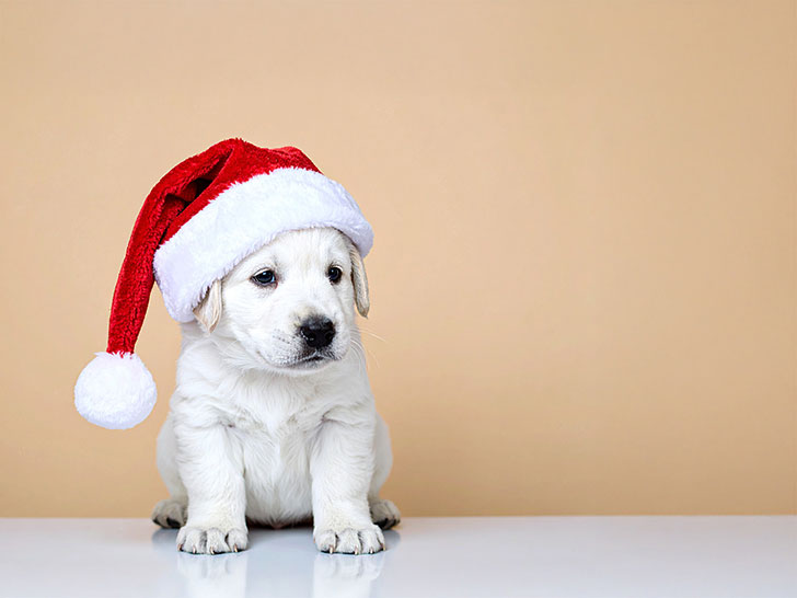 サンタクロースの帽子をかぶった白い子犬