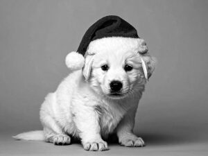 サンタクロースの帽子をかぶった白い子犬