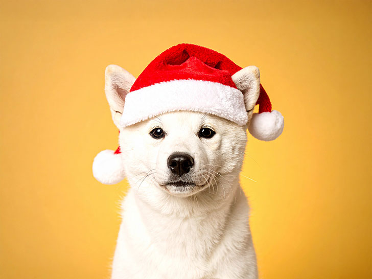 サンタクロースの帽子をかぶった白い子犬