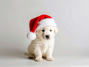 サンタクロースの帽子をかぶった白い子犬