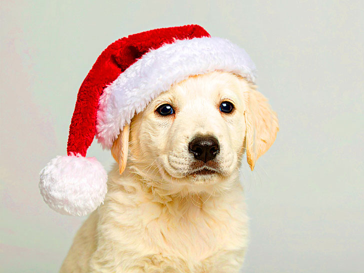 サンタクロースの帽子をかぶった白い子犬