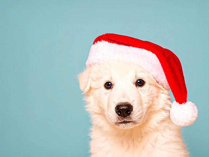 サンタクロースの帽子をかぶった白い子犬