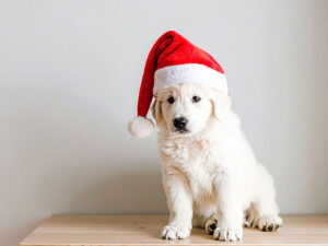 サンタクロースの帽子をかぶった白い子犬