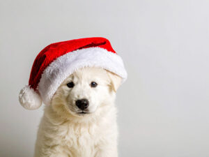 サンタクロースの帽子をかぶった白い子犬