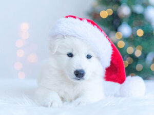 サンタクロースの帽子をかぶった白い子犬