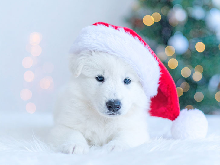 サンタクロースの帽子をかぶった白い子犬