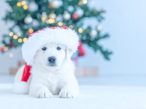 サンタクロースの帽子をかぶった白い子犬