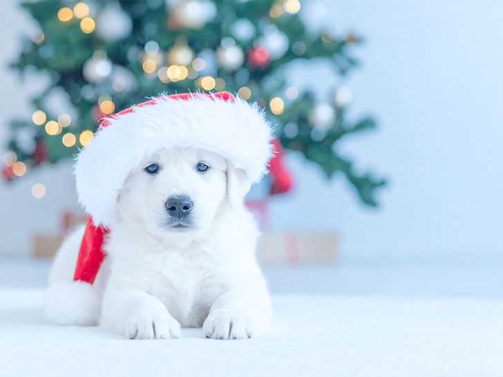 サンタクロースの帽子をかぶった白い子犬