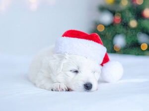 サンタクロースの帽子をかぶった白い子犬