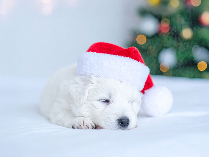サンタクロースの帽子をかぶった白い子犬