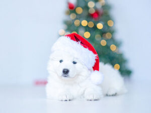 サンタクロースの帽子をかぶった白い子犬