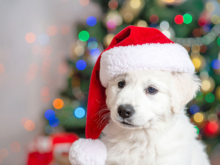 サンタクロースの帽子をかぶった白い子犬