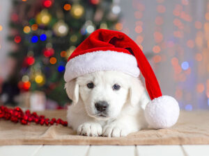 サンタクロースの帽子をかぶった白い子犬