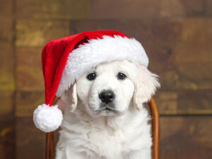 サンタクロースの帽子をかぶった白い子犬