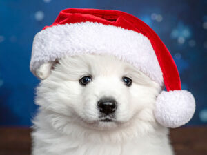 サンタクロースの帽子をかぶった白い子犬