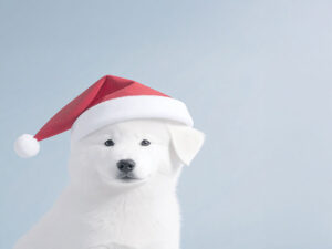 サンタクロースの帽子をかぶった白い子犬
