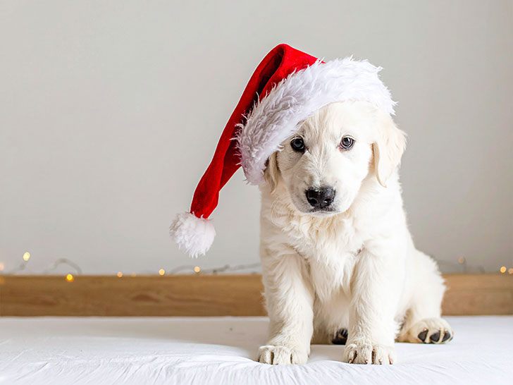 サンタクロースの帽子をかぶった白い子犬