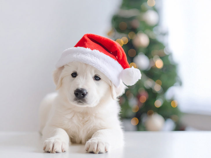 サンタクロースの帽子をかぶった白い子犬