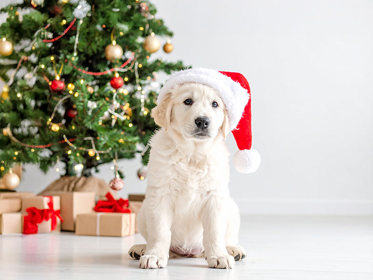 サンタクロースの帽子をかぶった白い子犬