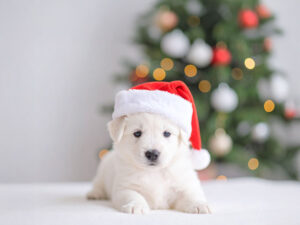 サンタクロースの帽子をかぶった白い子犬
