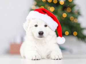 サンタクロースの帽子をかぶった白い子犬