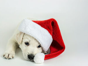 サンタクロースの帽子をかぶった白い子犬