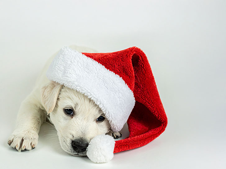 サンタクロースの帽子をかぶった白い子犬