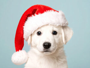 サンタクロースの帽子をかぶった白い子犬